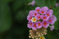 小さくてかわいい