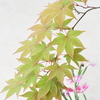今も見頃