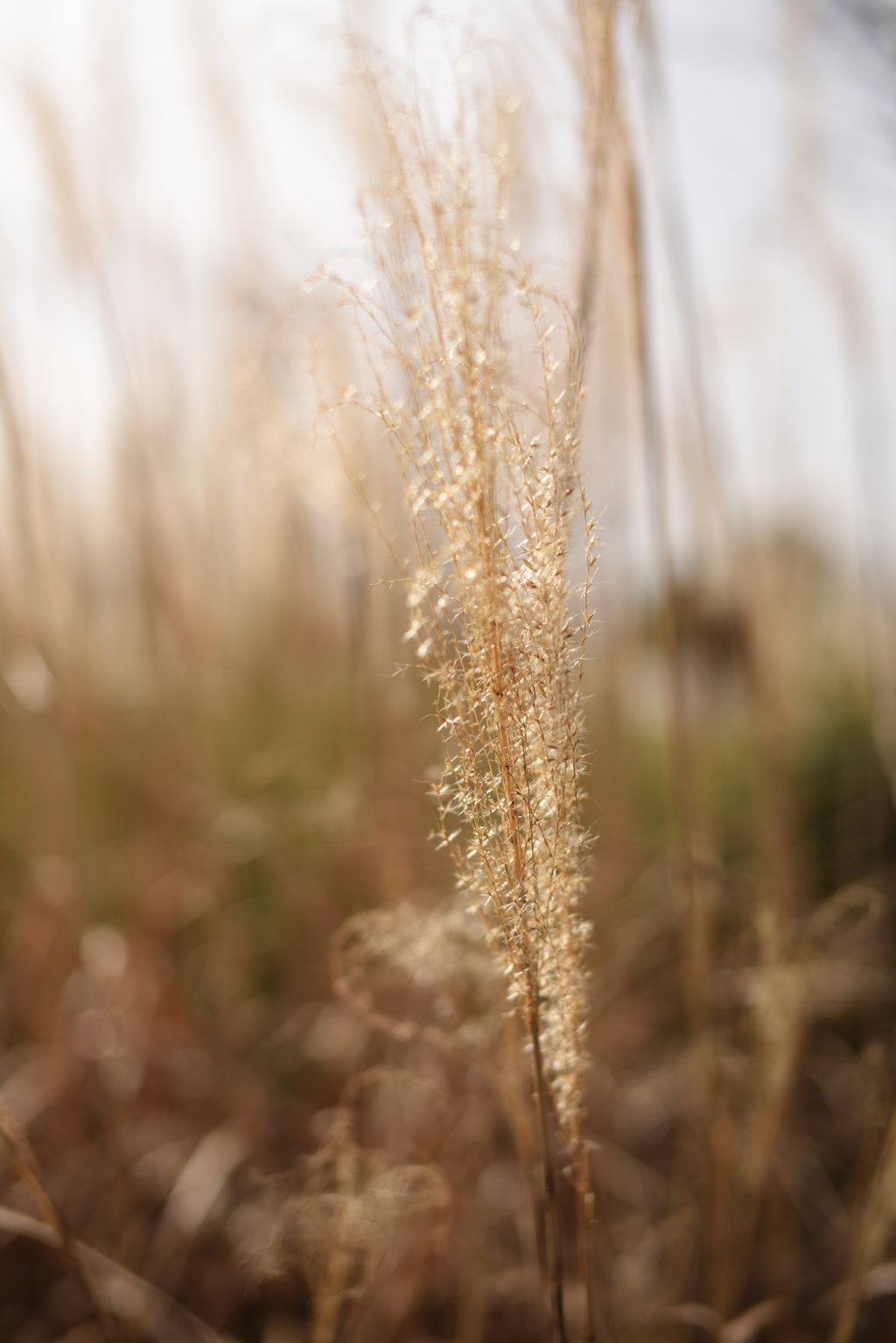 なんでもない暖かい冬