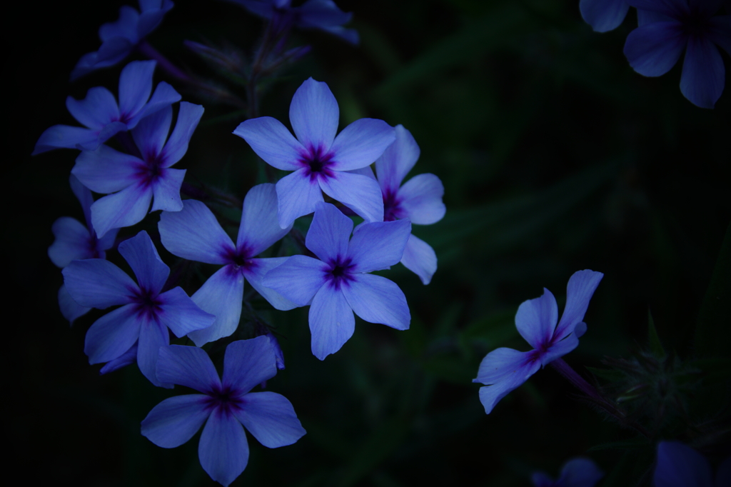 ちょっと違うのがいるよ