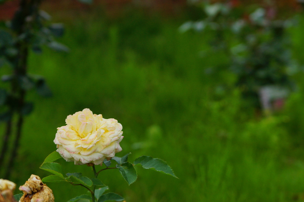 梅雨は植物に恵みとなる