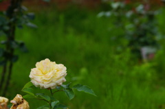 梅雨は植物に恵みとなる