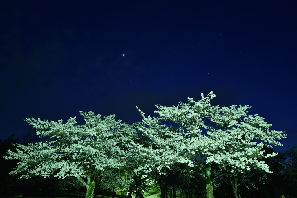 星も桜も
