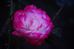 落ちる滴　懐かしい匂い　