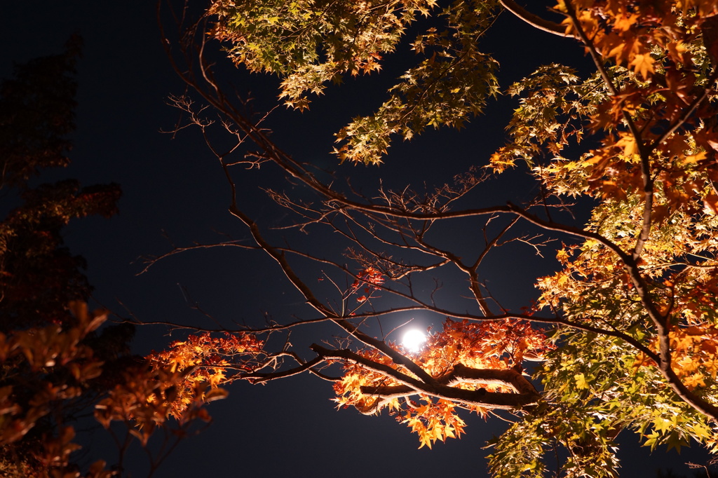 秋の夜長