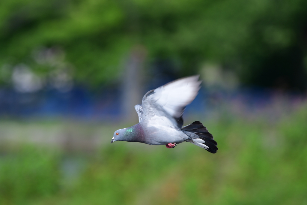 舞い降りる鳩