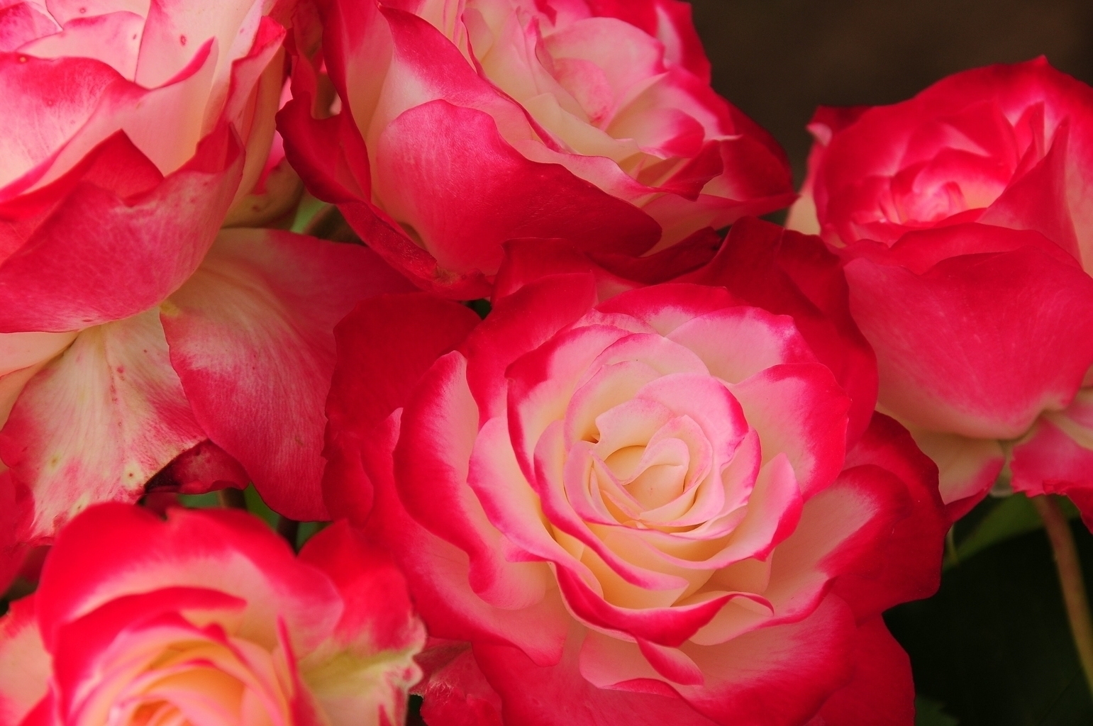 品種改良的な雰囲気