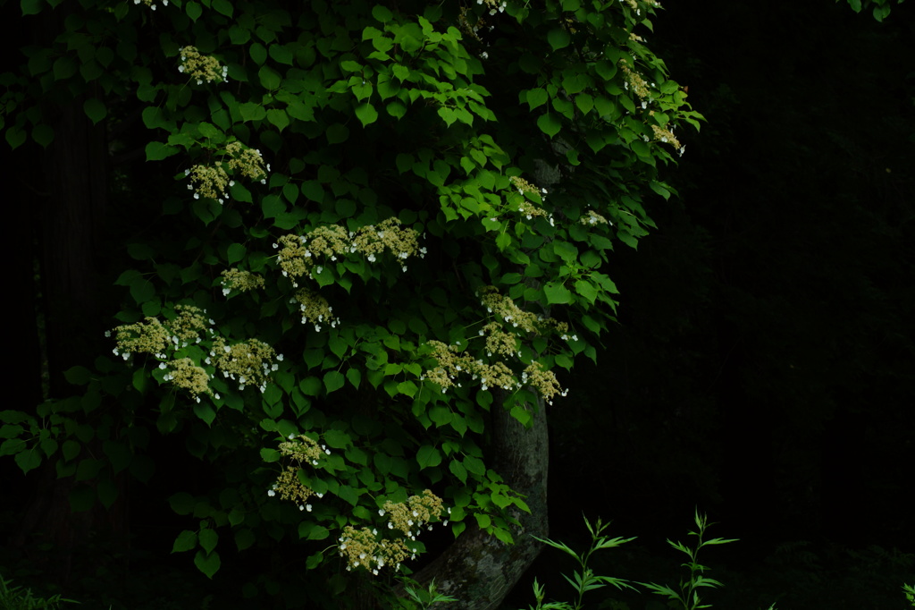 秘密の森