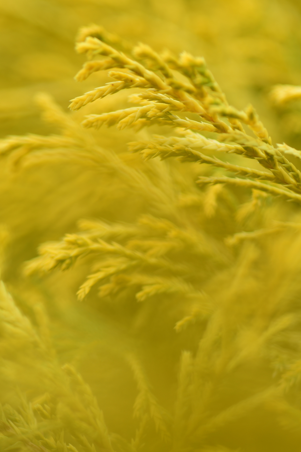 サムサニマケズ