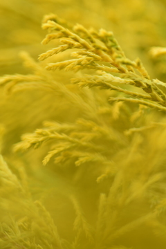 サムサニマケズ