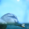 パクパクしてる