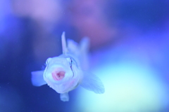 あ～ん
