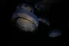 クラゲの餌はクラゲだったりする