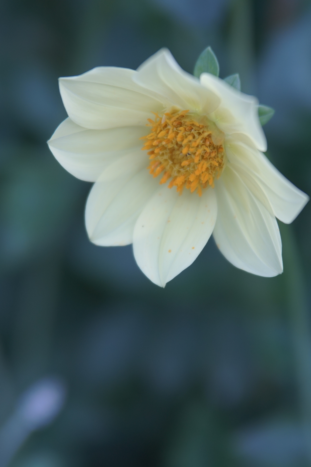 人では得られない白さ