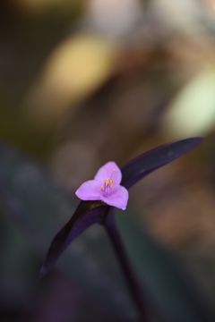 希望に絶望を混ぜて平凡にしました