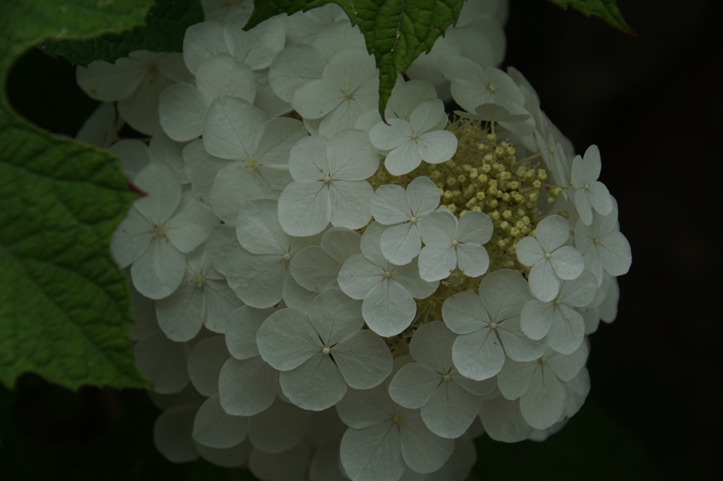 はじめての紫陽花