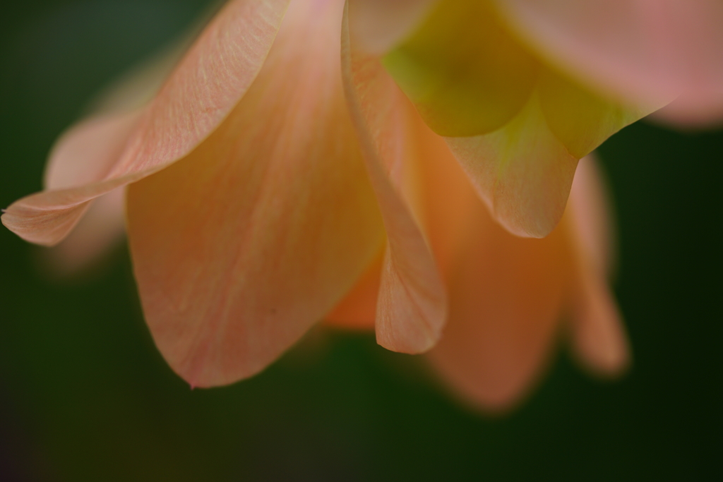 本当に見たいものから目をそらす