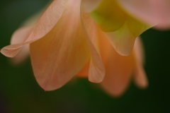 本当に見たいものから目をそらす