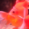 朱に染まる