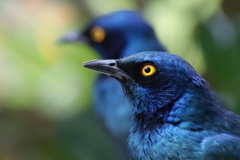 南パラの青い鳥