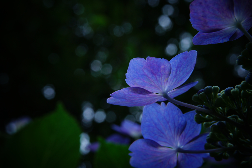 雨季はこれから