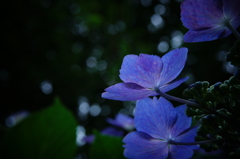 雨季はこれから