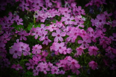 地に咲く桜