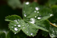 時々雨
