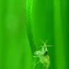 手繰る