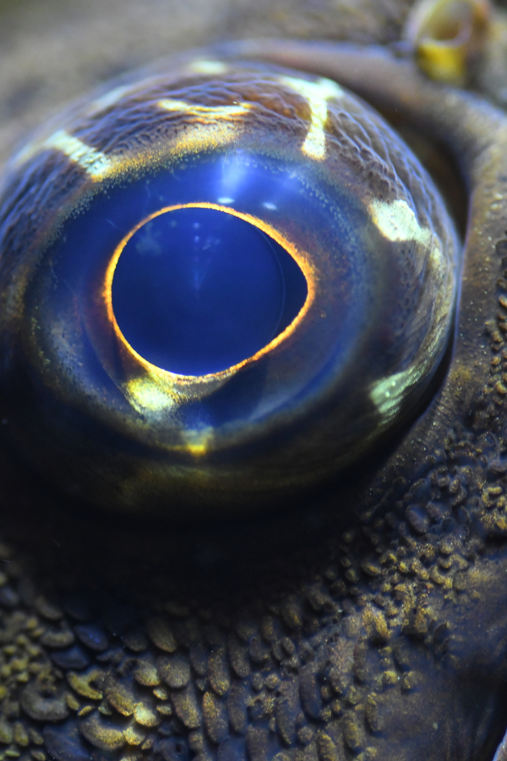 永遠に凝視する目を