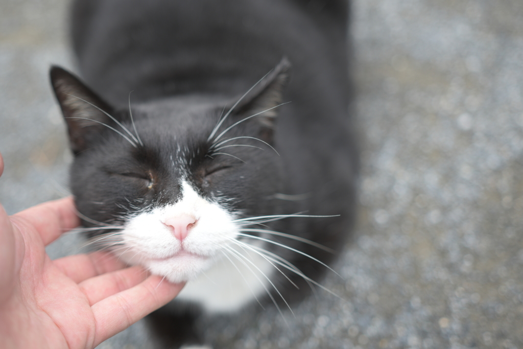 鼻ピン