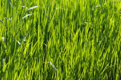 やさしく力強い緑