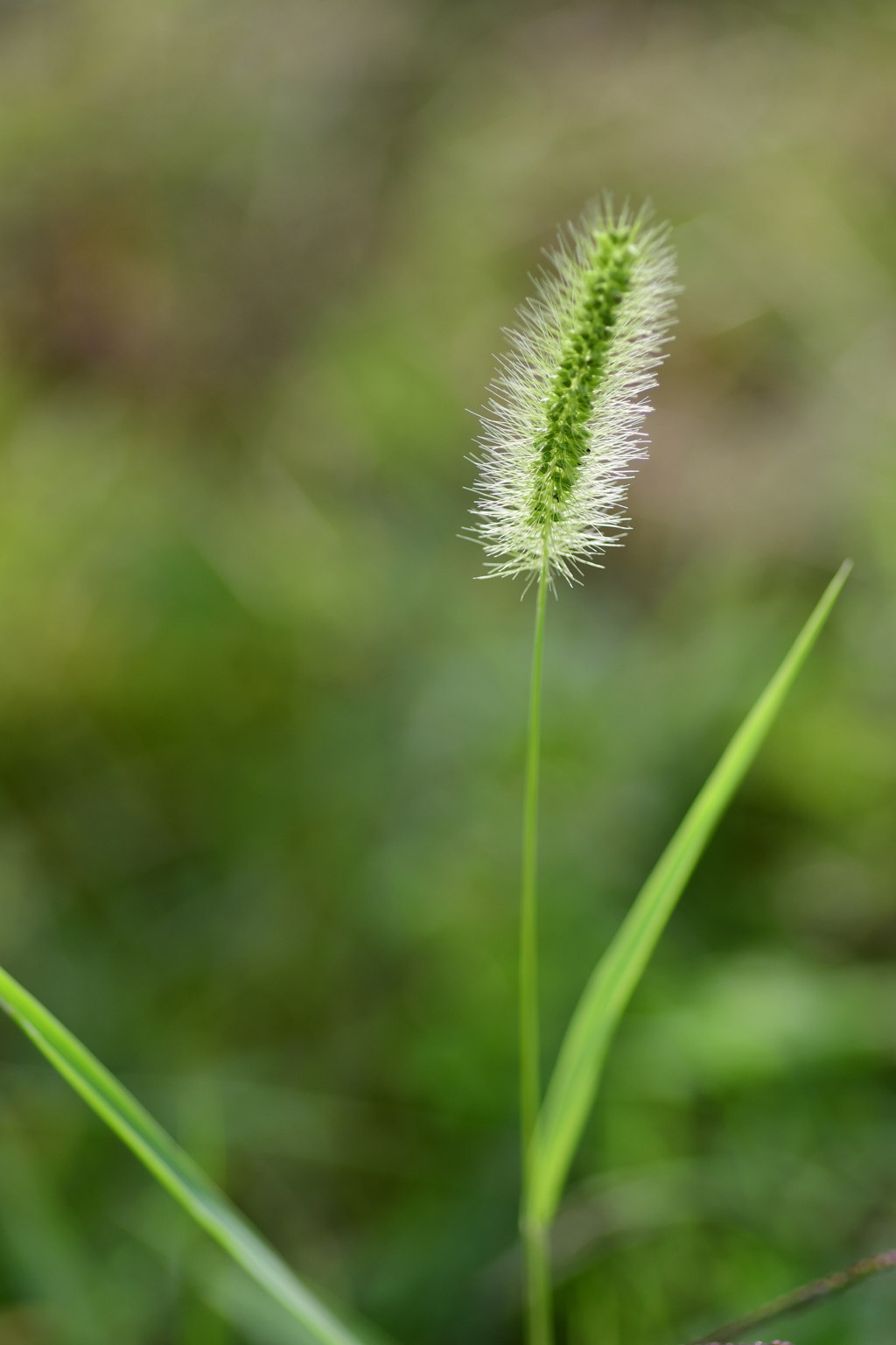 夏がいなくなった