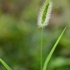 夏がいなくなった