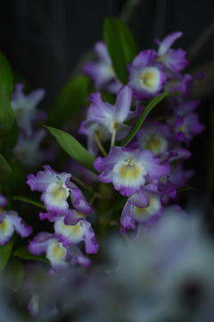 もはやオールドレンズ