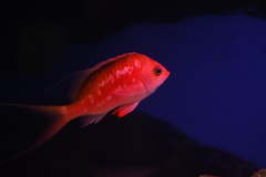 赤い魚