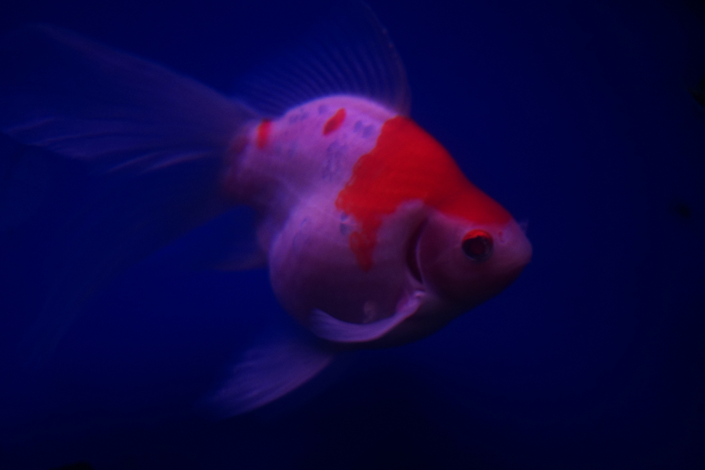 思いも浮遊す