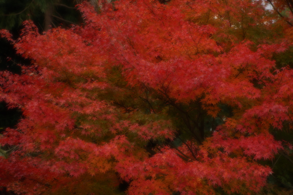 霞紅