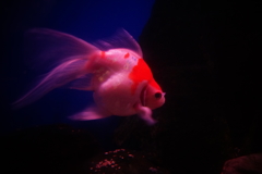 流し眼