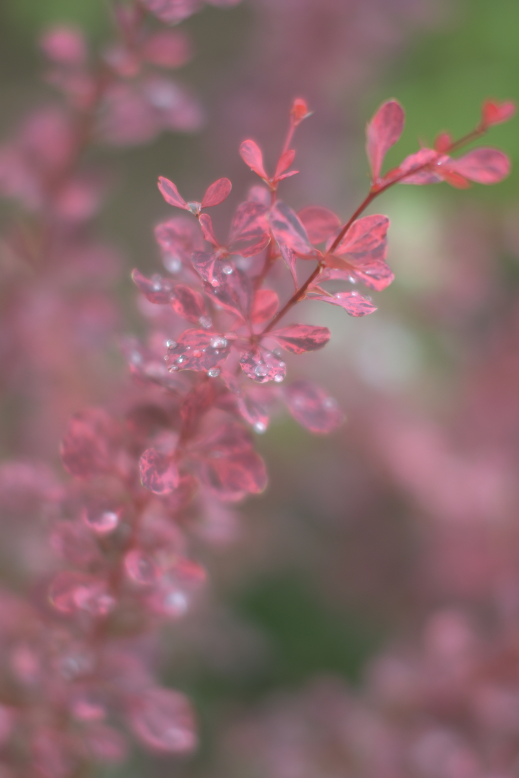 時々雨