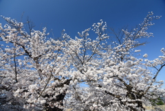 桜は賑やか