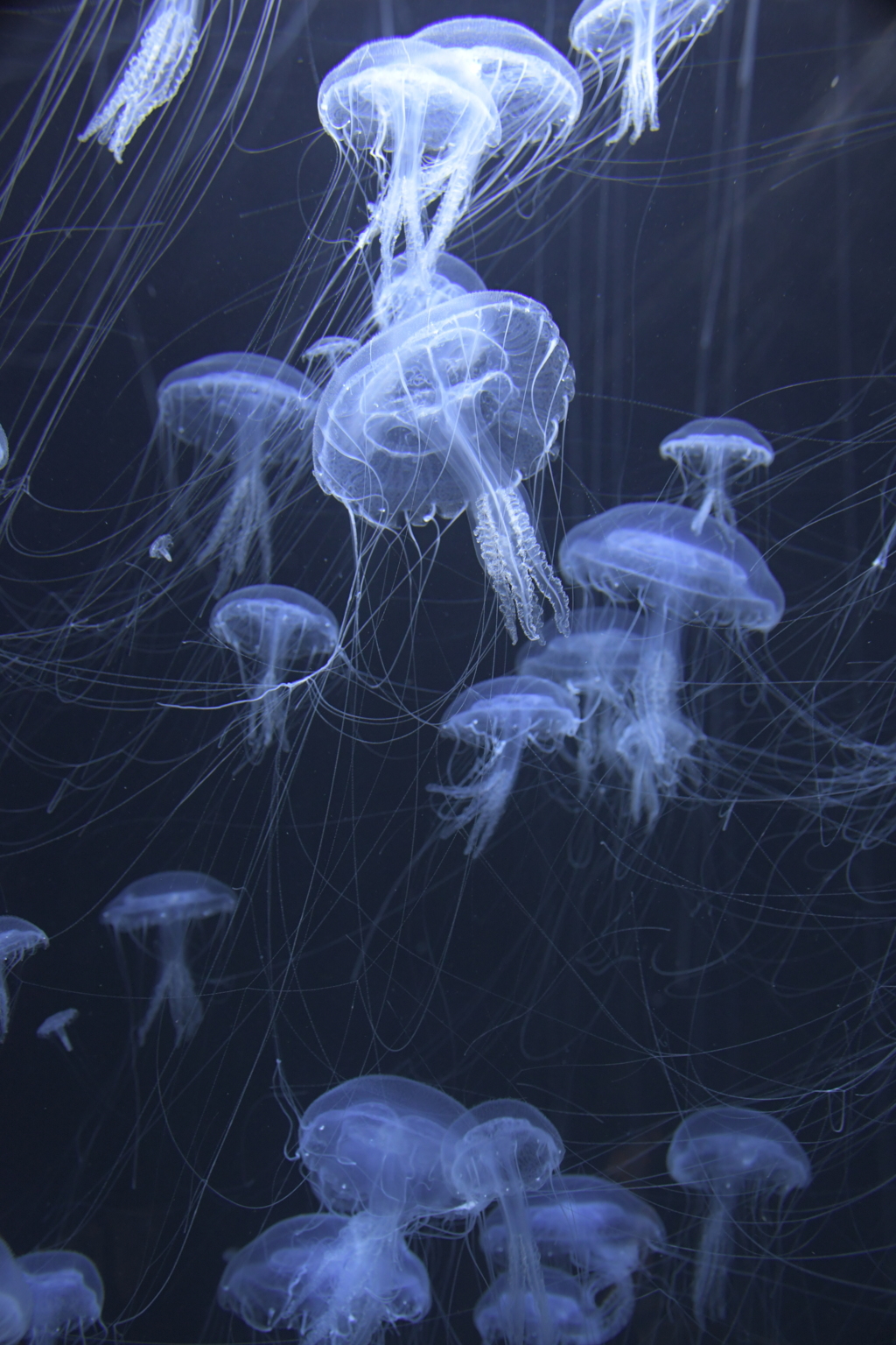 昇ったり上がったり