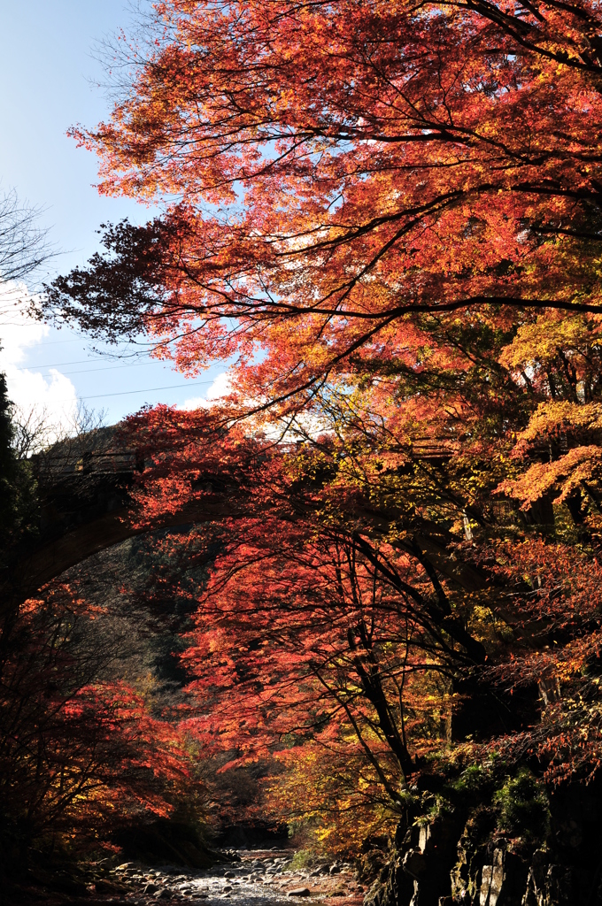 紅葉日和