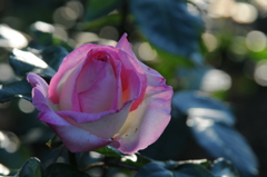 300㎜でもよれる