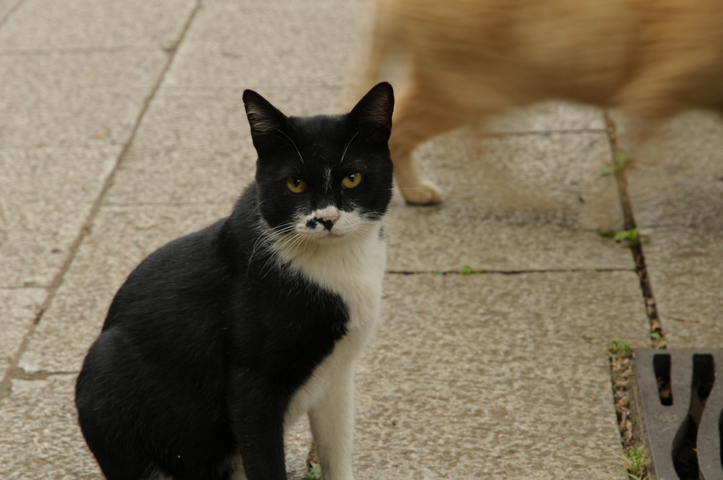 はじめから終りまでわかっているような瞳