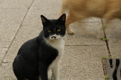 はじめから終りまでわかっているような瞳