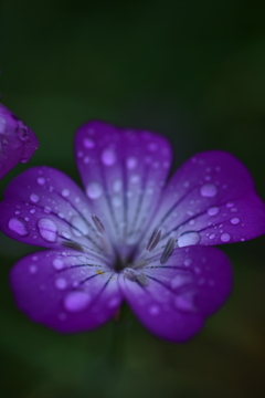 降り続く雨