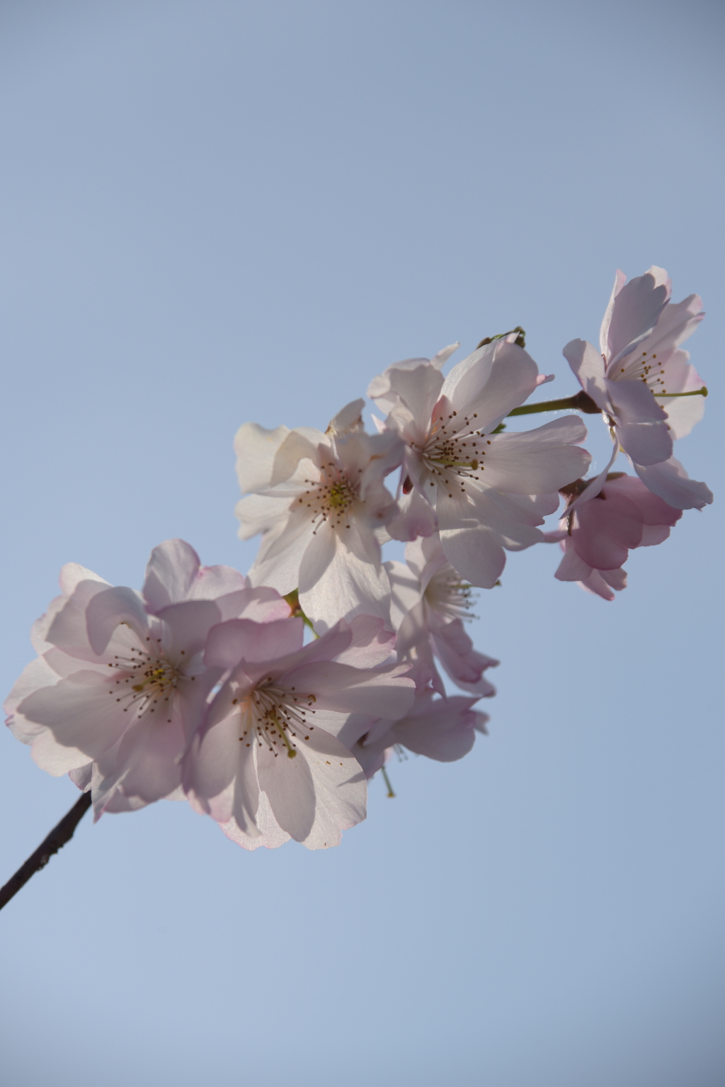 桜クラスター
