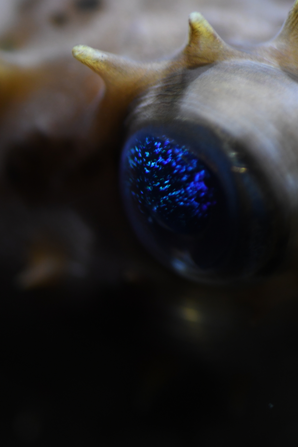 写せないものが見える