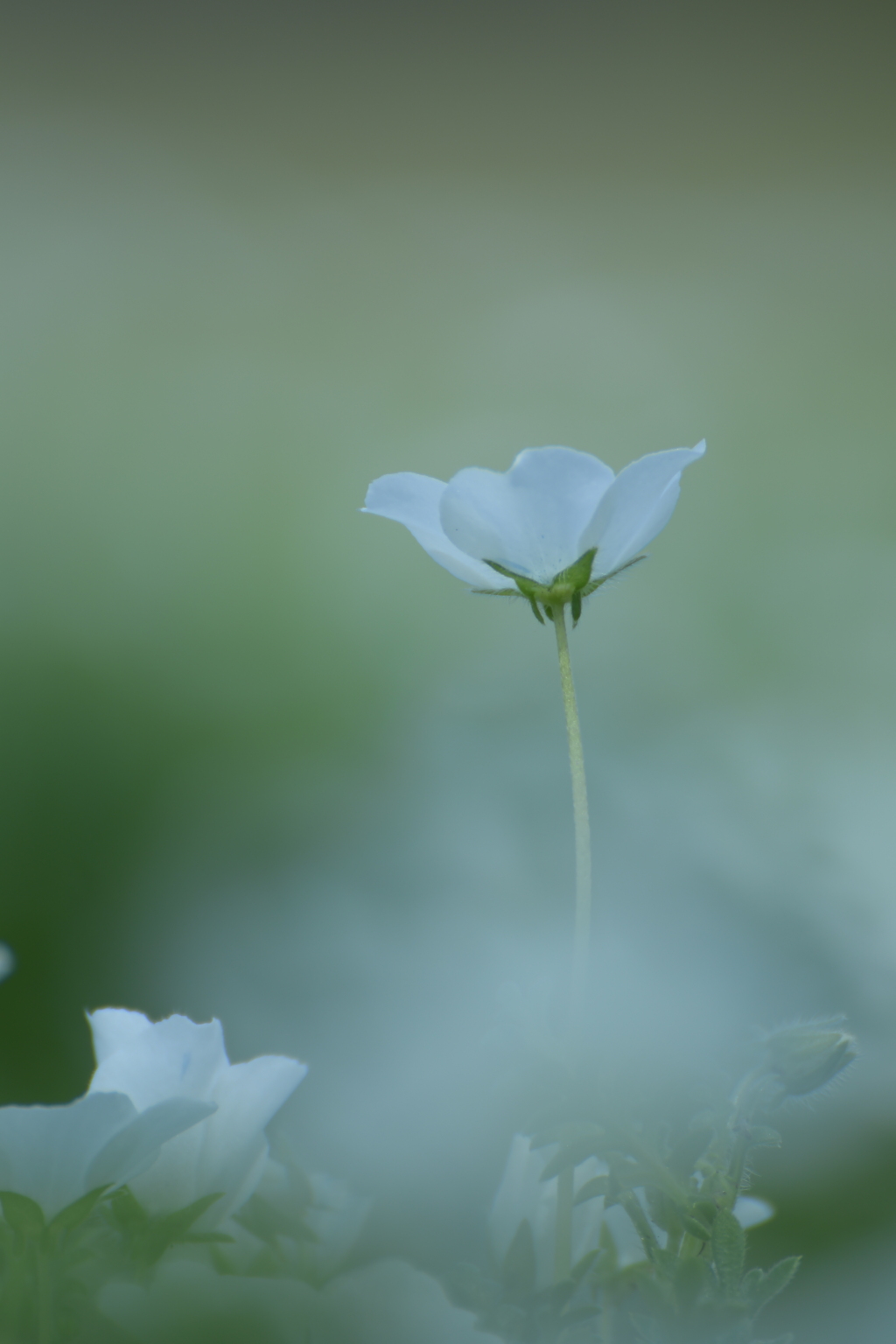 白いネモフィラ